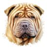 Chinese Shar-Pei.png