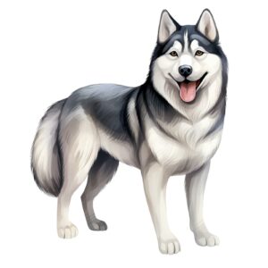 Husky.png